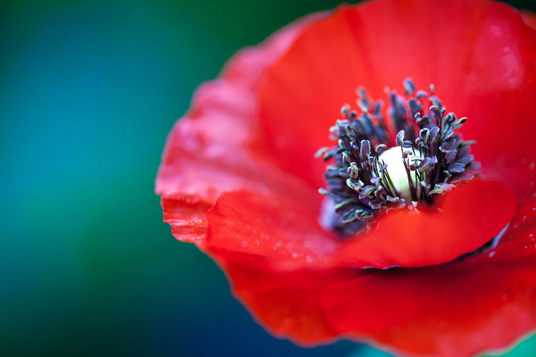 Hoe een klaproos poster subtiele kleuraccenten kan toevoegen aan je interieur