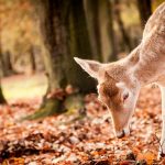 Nieuwe hert schilderij trends voor een gezellige herfst