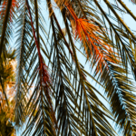 Horeca herinrichting: palmbomen fotobehang als tropische trekpleister