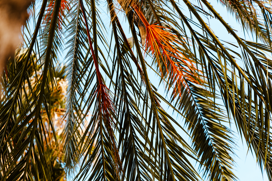 Horeca herinrichting: palmbomen fotobehang als tropische trekpleister